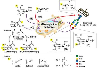 Strategies for Glycoengineering Therapeutic Proteins